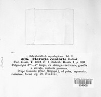 Image of Typhula contorta
